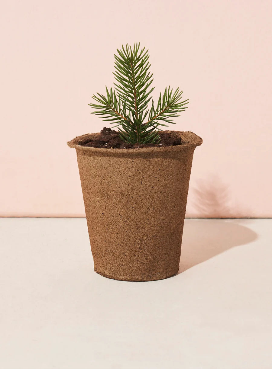 One-for-One Tree Kit: Pine Tree