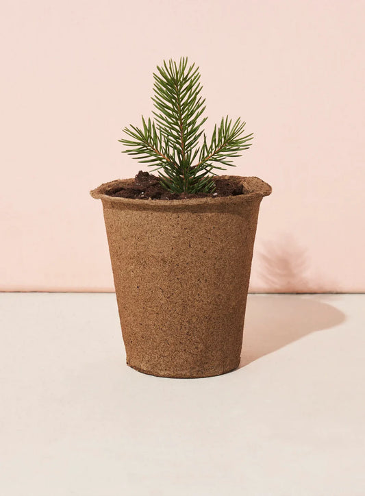 One-for-One Tree Kit: Pine Tree