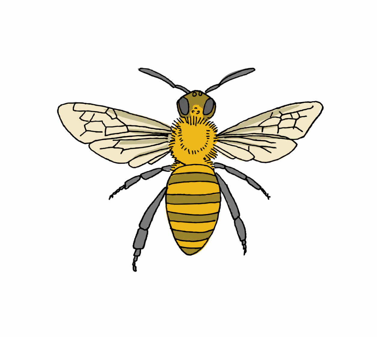 Honey Bee Tattoo Pair
