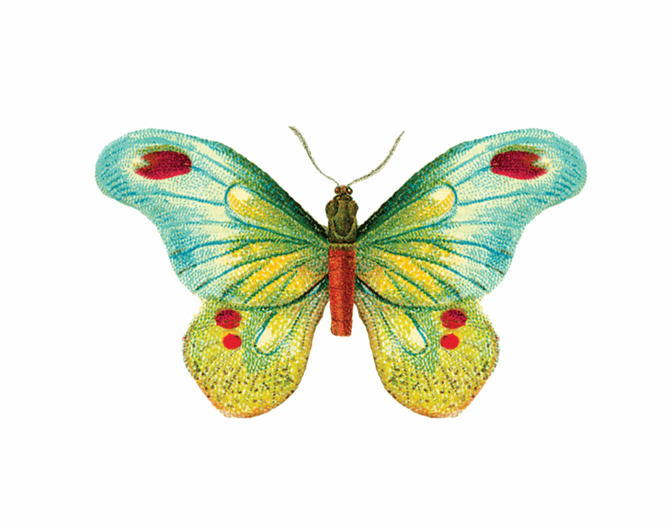 Butterfly 1 Tattoo Pair