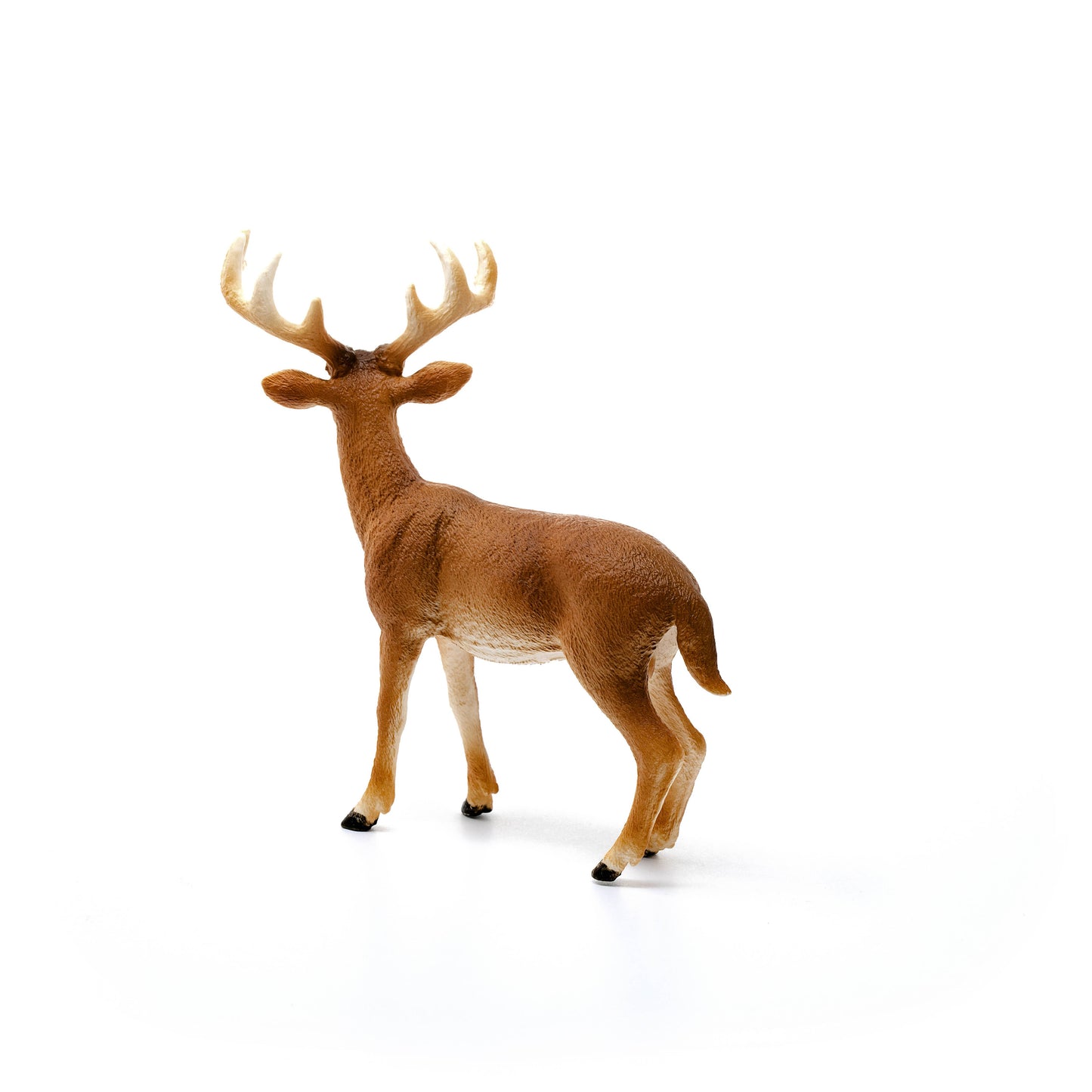White-Tailed Buck Forest Animal