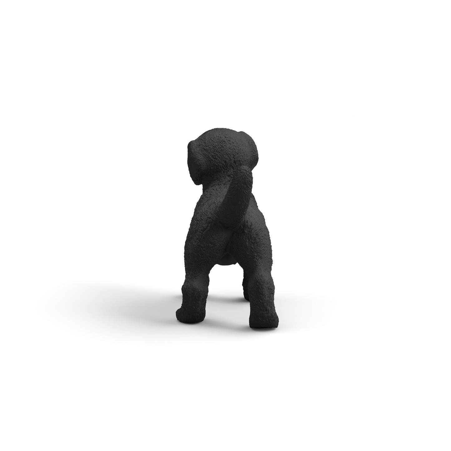 Black Labrador Retriever Puppy