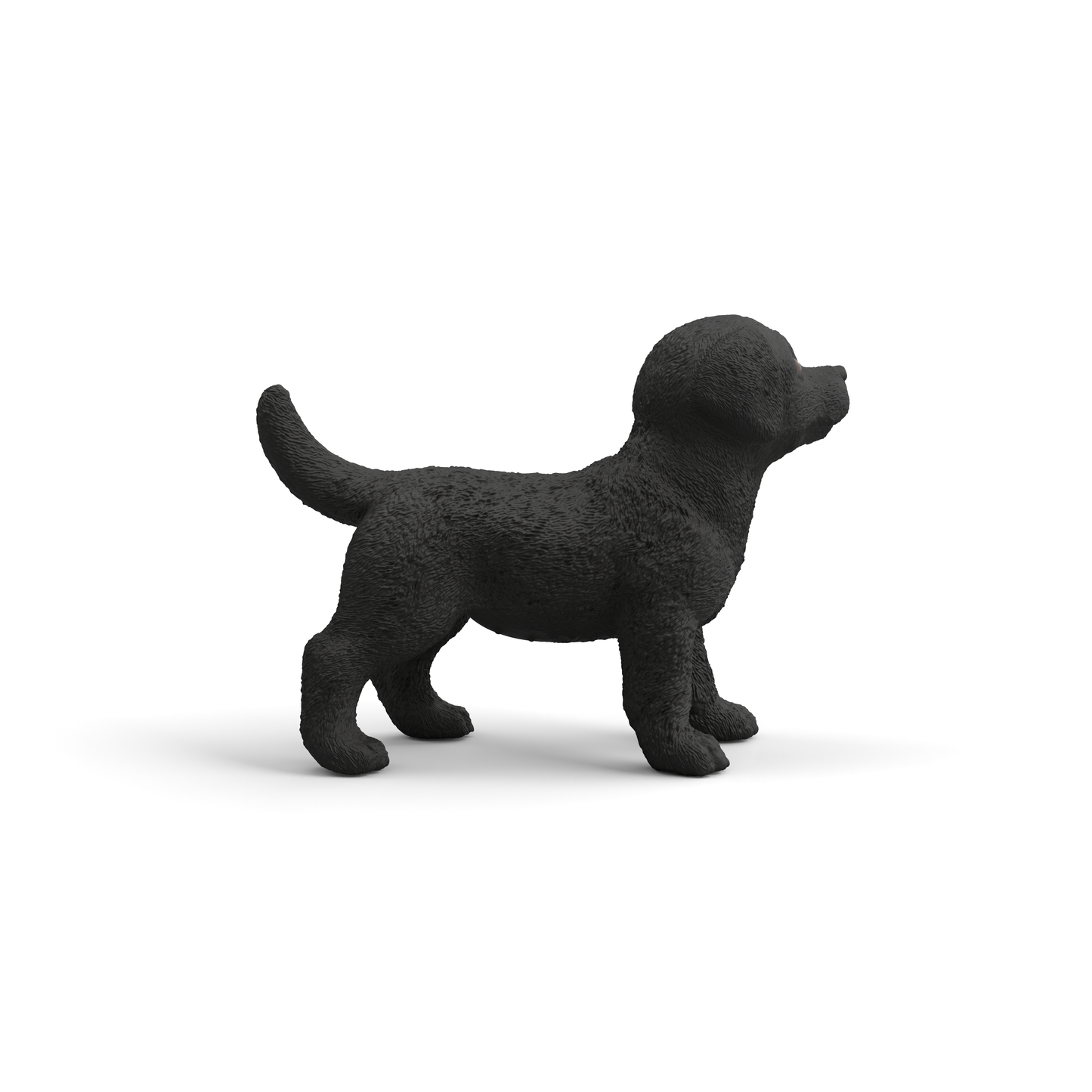 Black Labrador Retriever Puppy