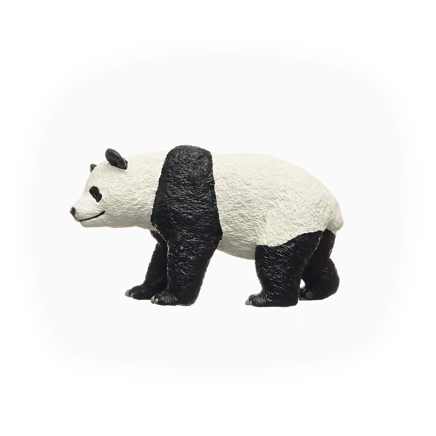Giant Panda