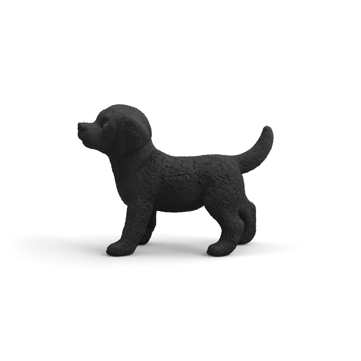 Black Labrador Retriever Puppy
