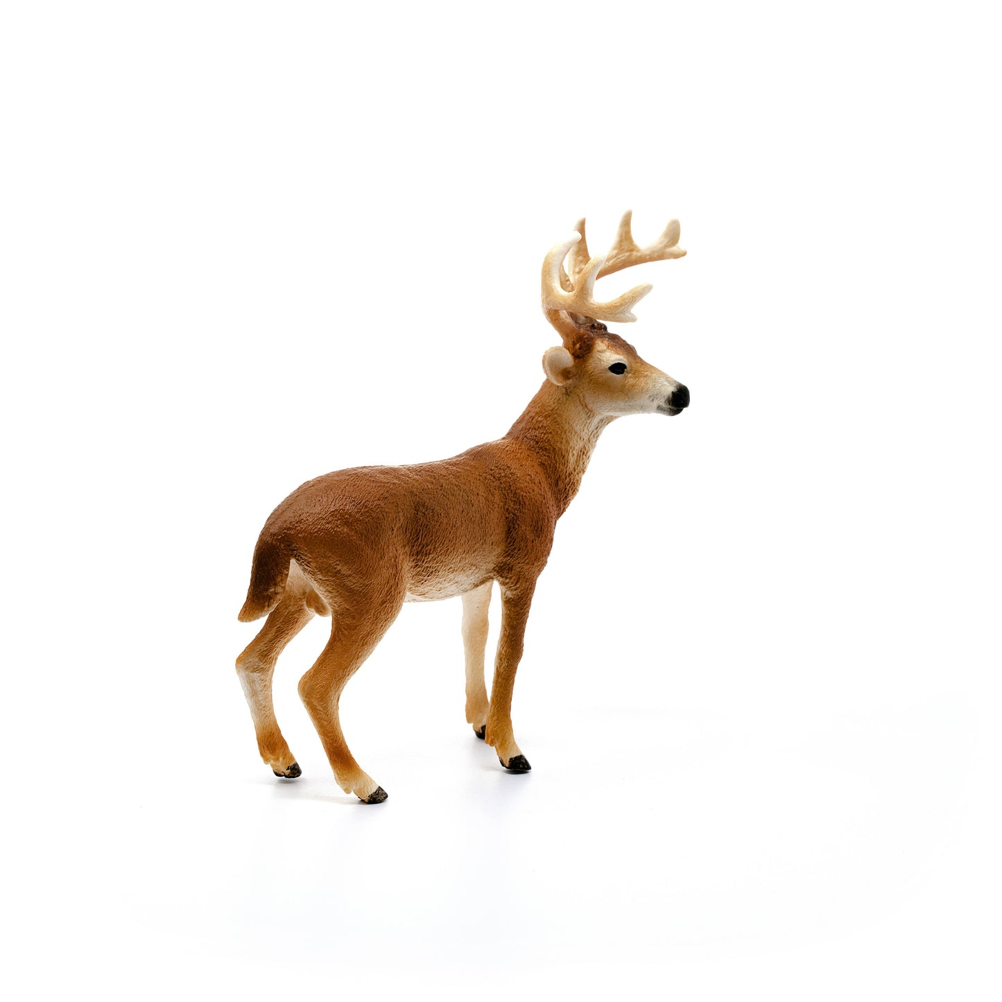 White-Tailed Buck Forest Animal
