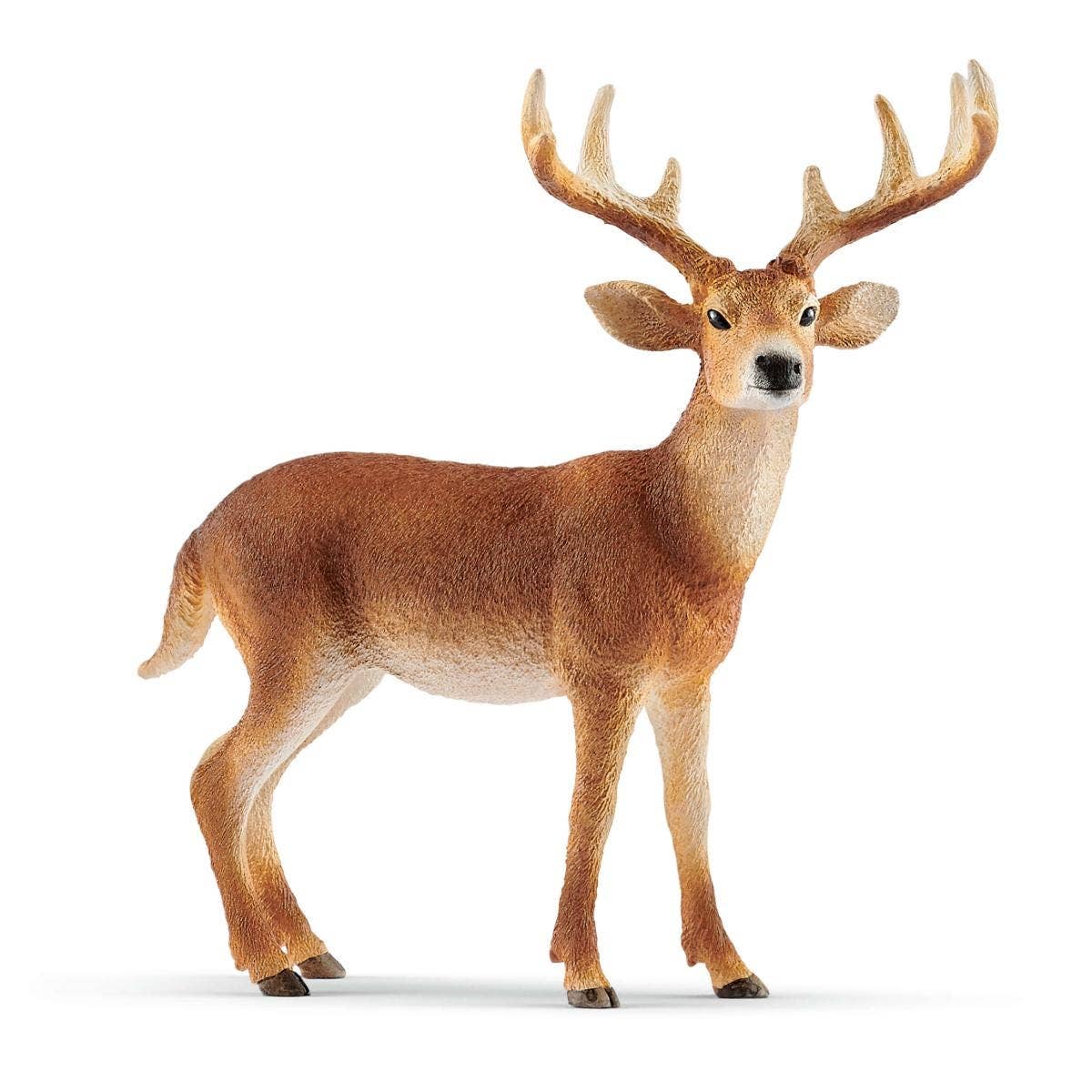 White-Tailed Buck Forest Animal