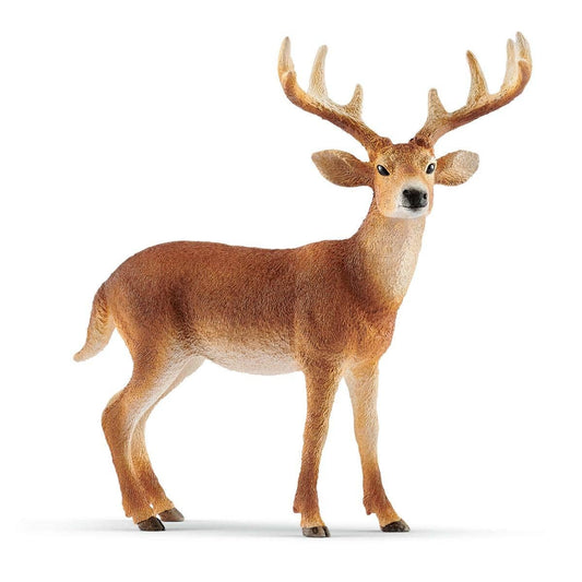 White-Tailed Buck Forest Animal