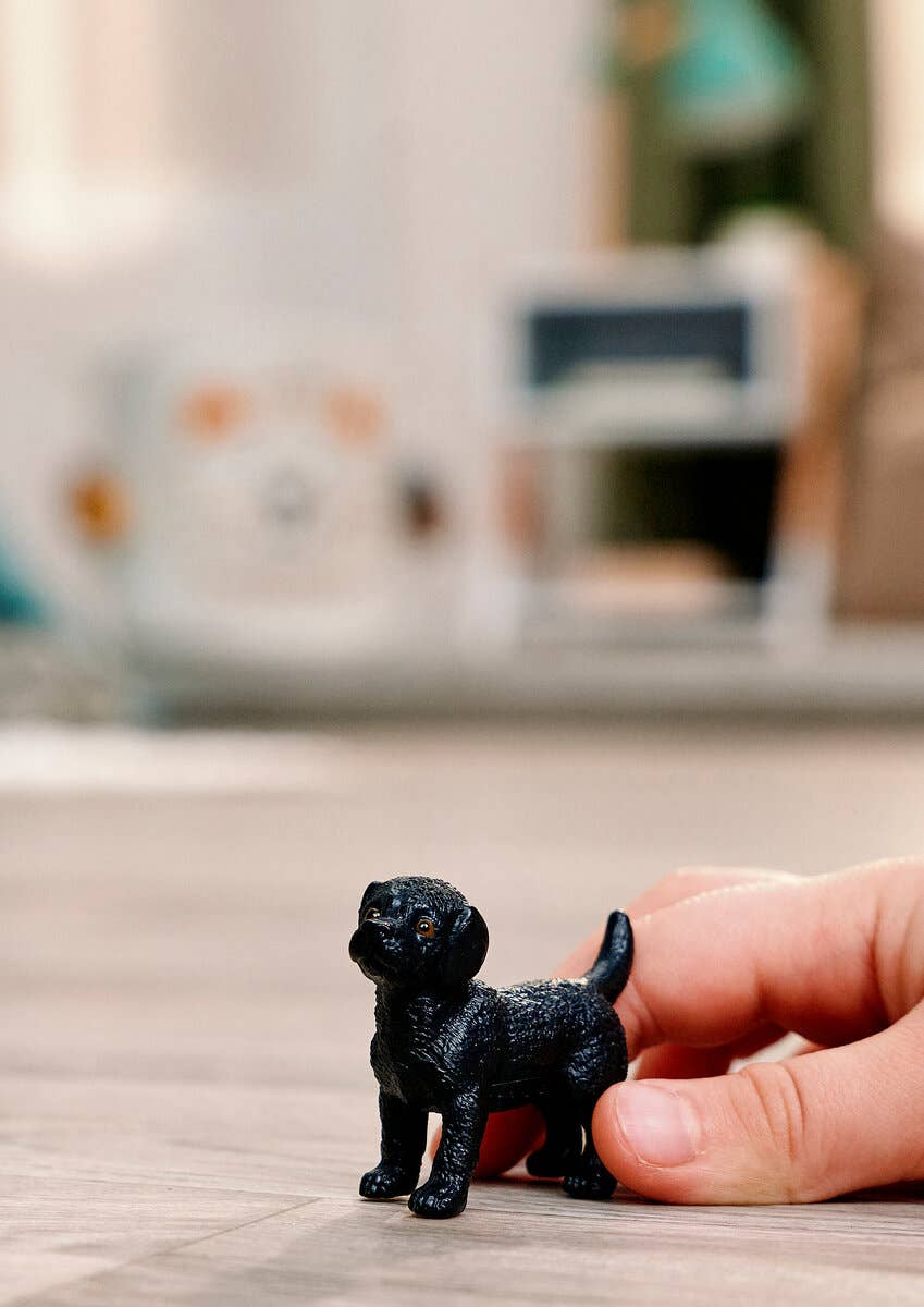 Black Labrador Retriever Puppy