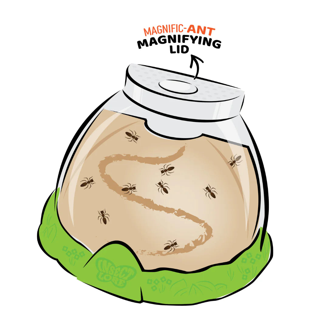 Ant Hill with Prepaid Voucher for Live Ants