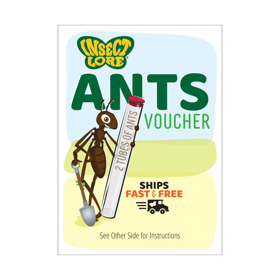 Ant Hill with Prepaid Voucher for Live Ants