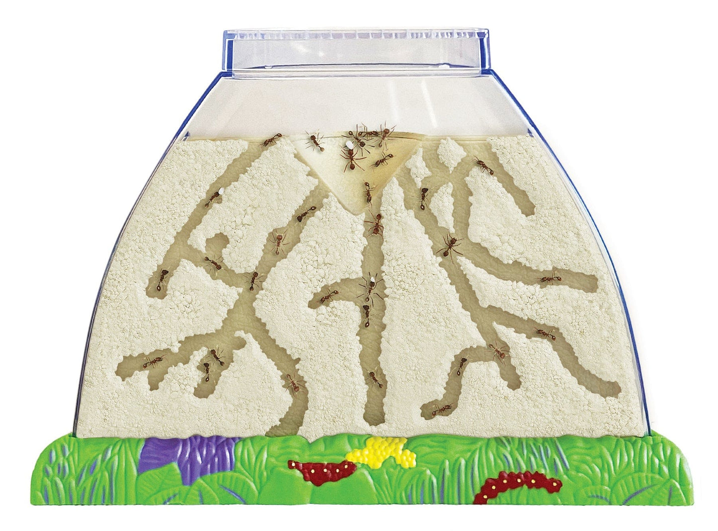 Ant Hill with Prepaid Voucher for Live Ants
